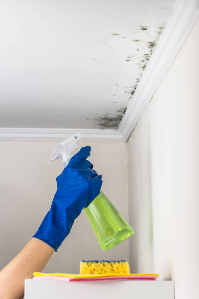 Best Basement Mold Removal  in Alvarado, TX